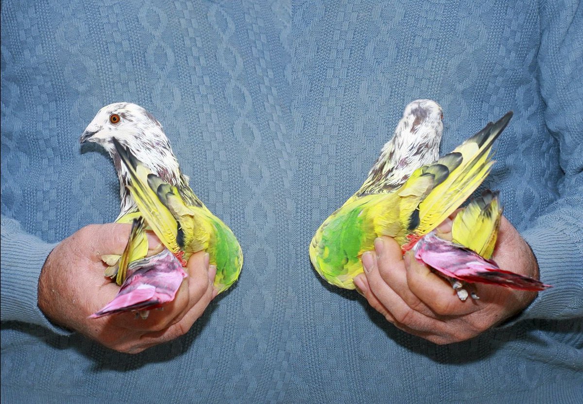 Rafael Mateos tweet media