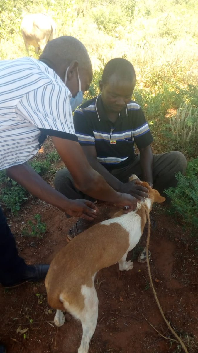 titomwai's tweet photo. on the road to #eradicate rabies, vaccination of dogs is very important @RabiesFreeKenya #veterinarywork (PPEs are important during the exercise) https://t.co/1mQW0ntLTJ