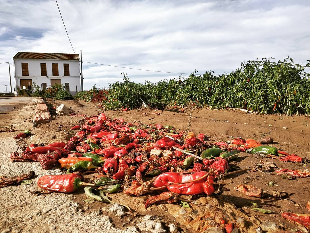 HortalimentaVLC's tweet photo. Jose Antonio Torres ha arribat a la final amb la sèrie #NoTodoValeSerie3. 'Ya sea por los precios, por el clima o por plagas no todos los frutos que da la huerta valen y muchos acaban tirados sin llegar a nuestras mesas'. Felicitats Jose Antonio! #ClickAlHorta https://t.co/bB74Tlx2d7