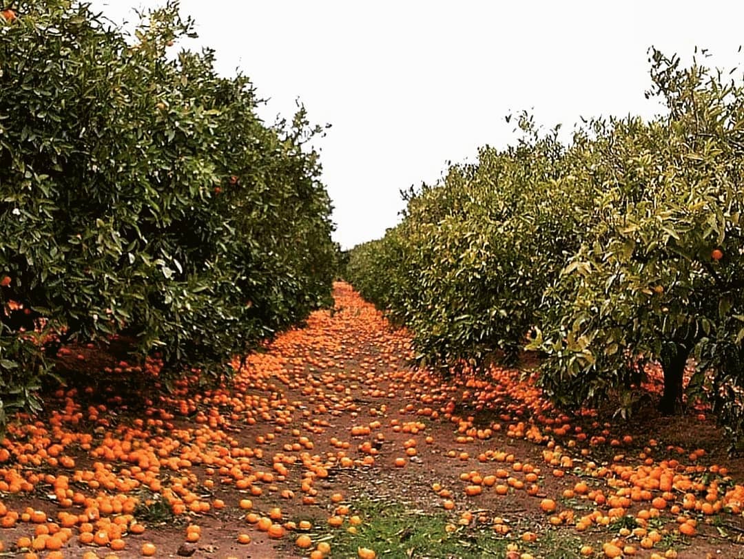 HortalimentaVLC's tweet photo. Jose Antonio Torres ha arribat a la final amb la sèrie #NoTodoValeSerie3. 'Ya sea por los precios, por el clima o por plagas no todos los frutos que da la huerta valen y muchos acaban tirados sin llegar a nuestras mesas'. Felicitats Jose Antonio! #ClickAlHorta https://t.co/bB74Tlx2d7