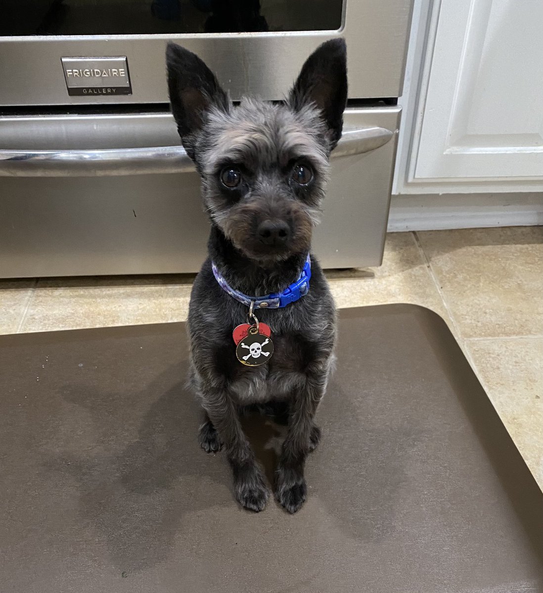 ClevelandBert's tweet photo. Fresh ‘do
#HappyThanksgiving #Bert #bark #dafuzz https://t.co/05laCAw1Sp