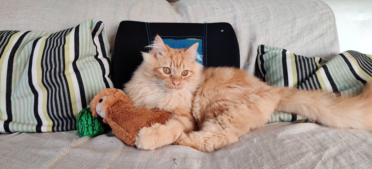 Mielziix's tweet photo. Mon chat te remercie pour cette magnifique peluche, il ne veut plus s'en séparer 😁 @Corobizar https://t.co/mDxINbGBKO