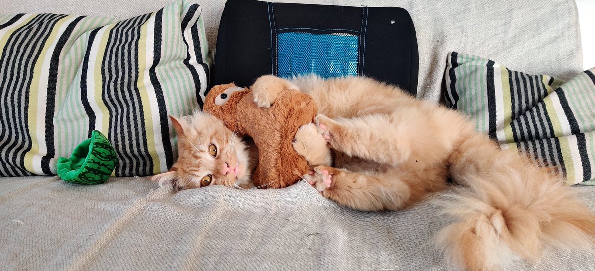 Mielziix's tweet photo. Mon chat te remercie pour cette magnifique peluche, il ne veut plus s'en séparer 😁 @Corobizar https://t.co/mDxINbGBKO