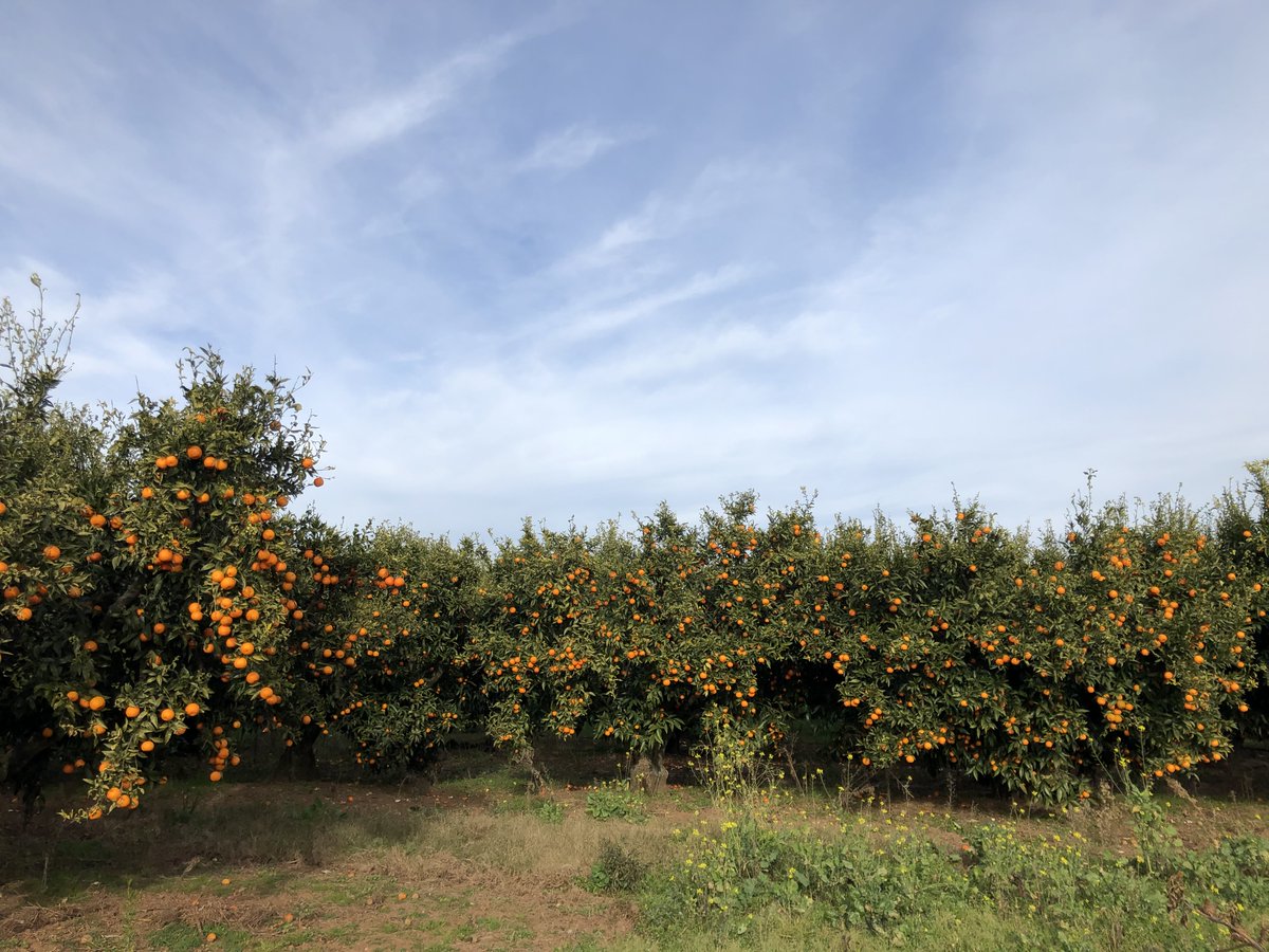AgralisServices's tweet photo. Chair acidulée, quartiers gorgés de jus et parfum délicat 🧡
Sur l’île de beauté ☀️, la récolte des #clémentines 🍊 bat son plein ✅
#clementine #corse #iledebeaute #fruit #verger #arbre #recolte #agriculture #irrigation #eau #economie #agtech #agralis #sentek #sentektechnologies https://t.co/mwV2LWJhXV