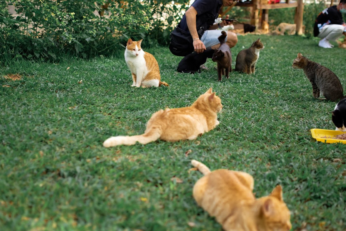 kidnapme_store's tweet photo. Cat Kingdom, แม่แตง เชียงใหม่ 🐈 
อาณาจักรแมวที่ทาสเหมียวต้องมา! ตั้งอยู่ใน Elephant Nature Park เป็นน้องๆ ��ด้รับการช่วยเหลือจากมูลนิธิและได้รับการดูแลจากจนท.เป็นอย่างดี ฉีดวัคซีนแล้วทุกตัว สุขภาพแข็งแรง แถมยังเป็นมิตรและขี้อ้อนสุดๆ เลยด้วย! 💕 #รีวิวเชียงใหม่ #reviewchiangmai https://t.co/umJzF2N3Tm