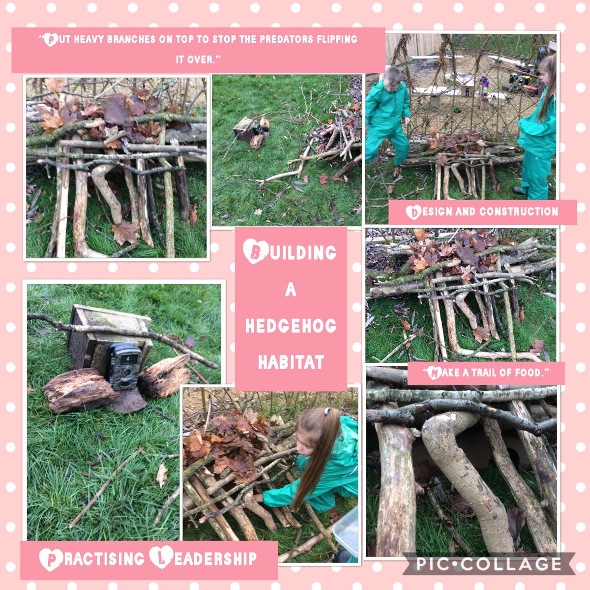 This week’s Farm and Forest: last week’s fire builder coached another child how to do it. In free play children chose to work as a team to build a fantastic hedgehog habitat, dug for treasure, made lunch for worms or baked fruits on the fire. #sjsbSTEM @EcoSchools @WildlifeTrusts