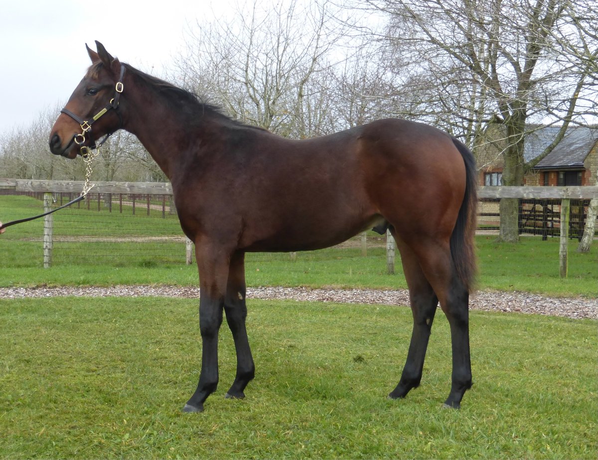 Kirtlington Stud (@kirtlingtonstud) on Twitter photo Lot 1068 Brazen Beau / Camelopardalis colt on his way to <a href="/Tattersalls1766/">Tattersalls</a> for #tattsdecember. Selling on Saturday 28 November Lot 1068 Brazen Beau / Camelopardalis colt on his way to <a href="/Tattersalls1766/">Tattersalls</a> for #tattsdecember. Selling on Saturday 28 November