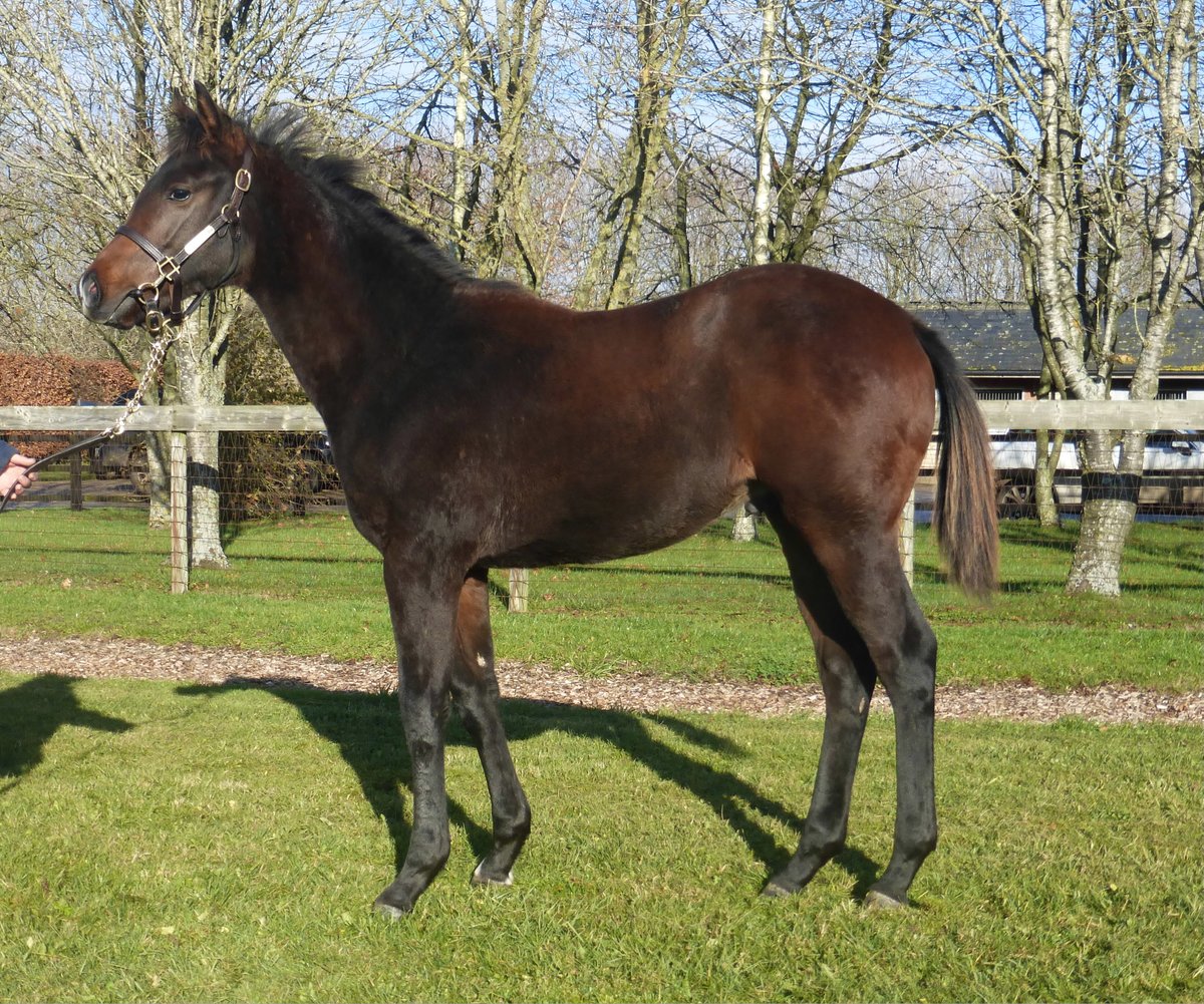 Kirtlington Stud (@kirtlingtonstud) on Twitter photo Lot 1070 Lightning Spear / Riccoche colt on his way to <a href="/Tattersalls1766/">Tattersalls</a> for #tattsdecember. Selling on Saturday 28 November Lot 1070 Lightning Spear / Riccoche colt on his way to <a href="/Tattersalls1766/">Tattersalls</a> for #tattsdecember. Selling on Saturday 28 November