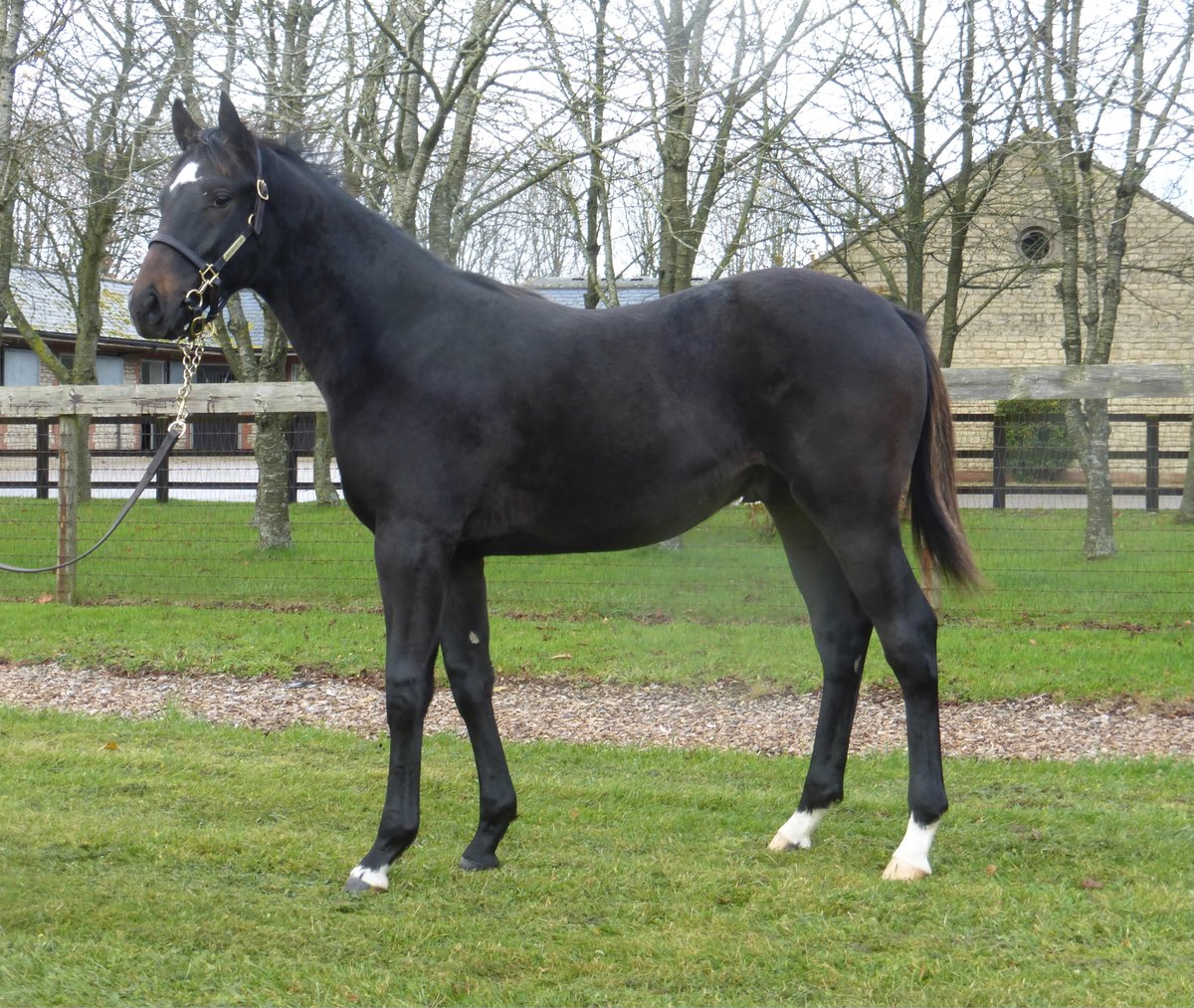 Kirtlington Stud (@kirtlingtonstud) on Twitter photo Lot 1069 Twilight Son / Falling Angel colt on his way to <a href="/Tattersalls1766/">Tattersalls</a> for #tattsdecember. Selling on Saturday 28 November. Lot 1069 Twilight Son / Falling Angel colt on his way to <a href="/Tattersalls1766/">Tattersalls</a> for #tattsdecember. Selling on Saturday 28 November.