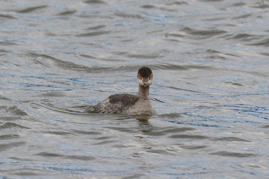 Makokuni ハジロカイツブリ 11 23琵琶湖南湖東岸 大きな群れになることが多いがこの日は一羽 正面顔 ドラゴンボールのキャラクターにこんなの居なかったか 世代が違うのでよくわからない ハジロカイツブリ 琵琶湖 南湖 T Co