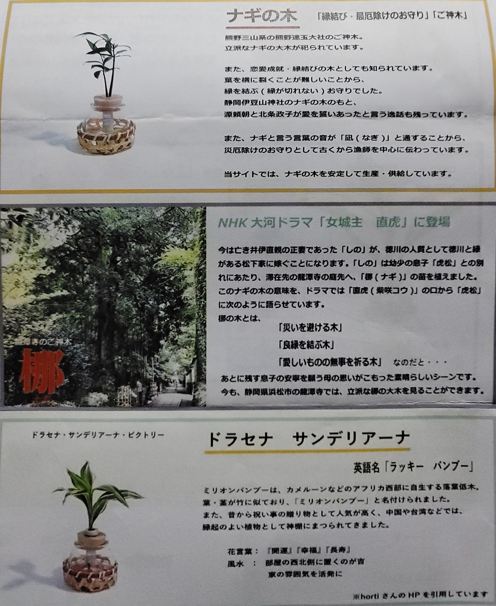 𝑻𝒐𝒓𝒊𝒄𝒉𝒂𝒏 𝑼 𝑼 今日 部屋に観葉植物が届いた 水やりだけで育てられるから楽 頑張って 大きくなるよう育てようっと ナギの木 ドラセナ T Co Mhukoeuws3 Twitter