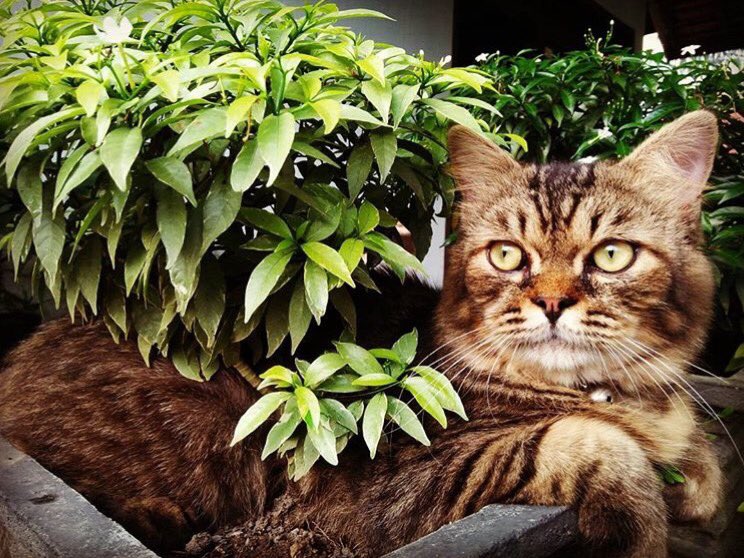 nononhora's tweet photo. @ZOO_FESS Namanya EL. Pejantan tangguh di lingkungan rumahku. Ga tau udh berapa kucing betina yang minta dikawinkan sama dia. Kena Fus. Udh janjian mau dibawa ke dokter, eh dia kabur. Dicari ga ketemu pulang-pulang udh napasnya berat, dibawa k dokter ga ketolong :( https://t.co/c0jKcoBM5p