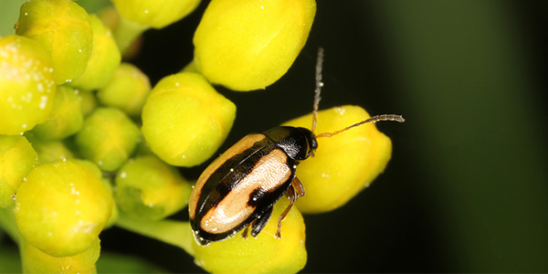 InsectTracker's tweet photo. 🚨On continue sur les ravageurs du colza
La petite altise des crucifères📸
Mesurant de 2 à 2,5mm, ce petit coléoptère est reconnaissable grâce à ses larges bandes jaunes sur chaque élytre.
#jeudiphoto #InsectTracker https://t.co/bPyoYujGgS