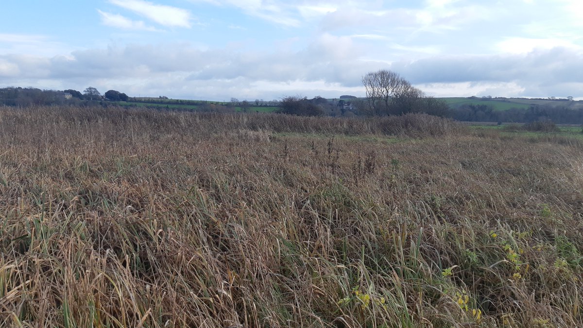By leaving the sedges to grow tall, this Arun to Adur Farmers Group member has created a haven for Water Vole in the Arun valley
<a href="/sdnpa/">South Downs National Park</a>