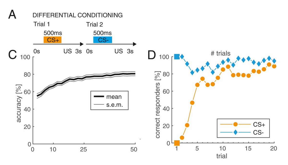 Our model rapidly solves a classical conditioning paradigm to discriminate 2 odors. Learning speed and accuracy matches performance of real insects. Strikingly a data set with only ~10 odor cue presentations is sufficient! No need for  #ai with millions of samples.
