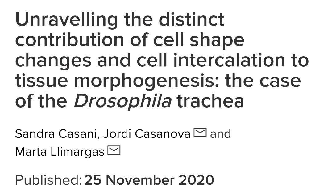 Check our most recent work about cell shape changes and cell intercalation in tissue morphogenesis of the Drosophila trachea #OpenBiology royalsocietypublishing.org/doi/10.1098/rs…