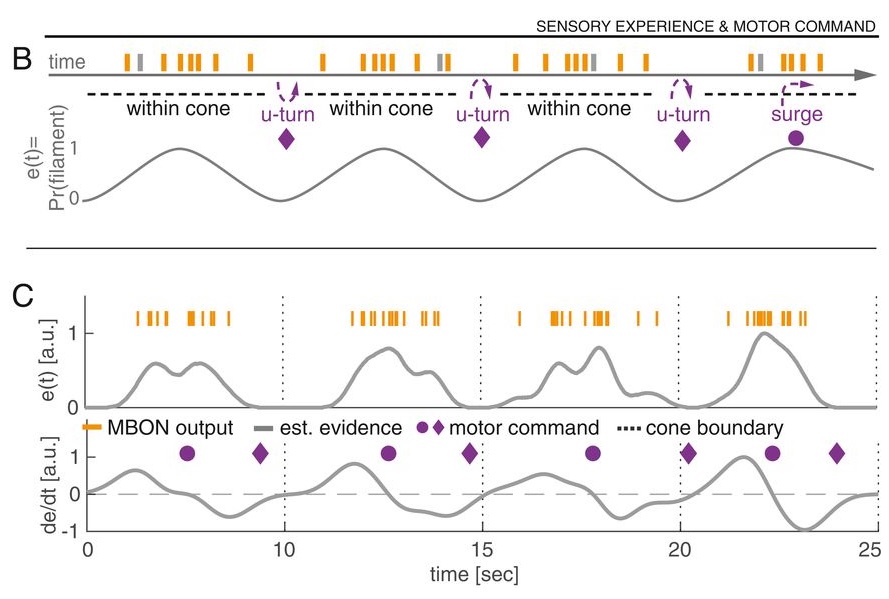 The sensory evidence generated by our model is proportional to the probability of filament encounters. Our work provides a plausible neural implementation how to accumulate olfactory evidence from recent encounters as nicely shown by recent work of  @mah_demir in  @eLife.