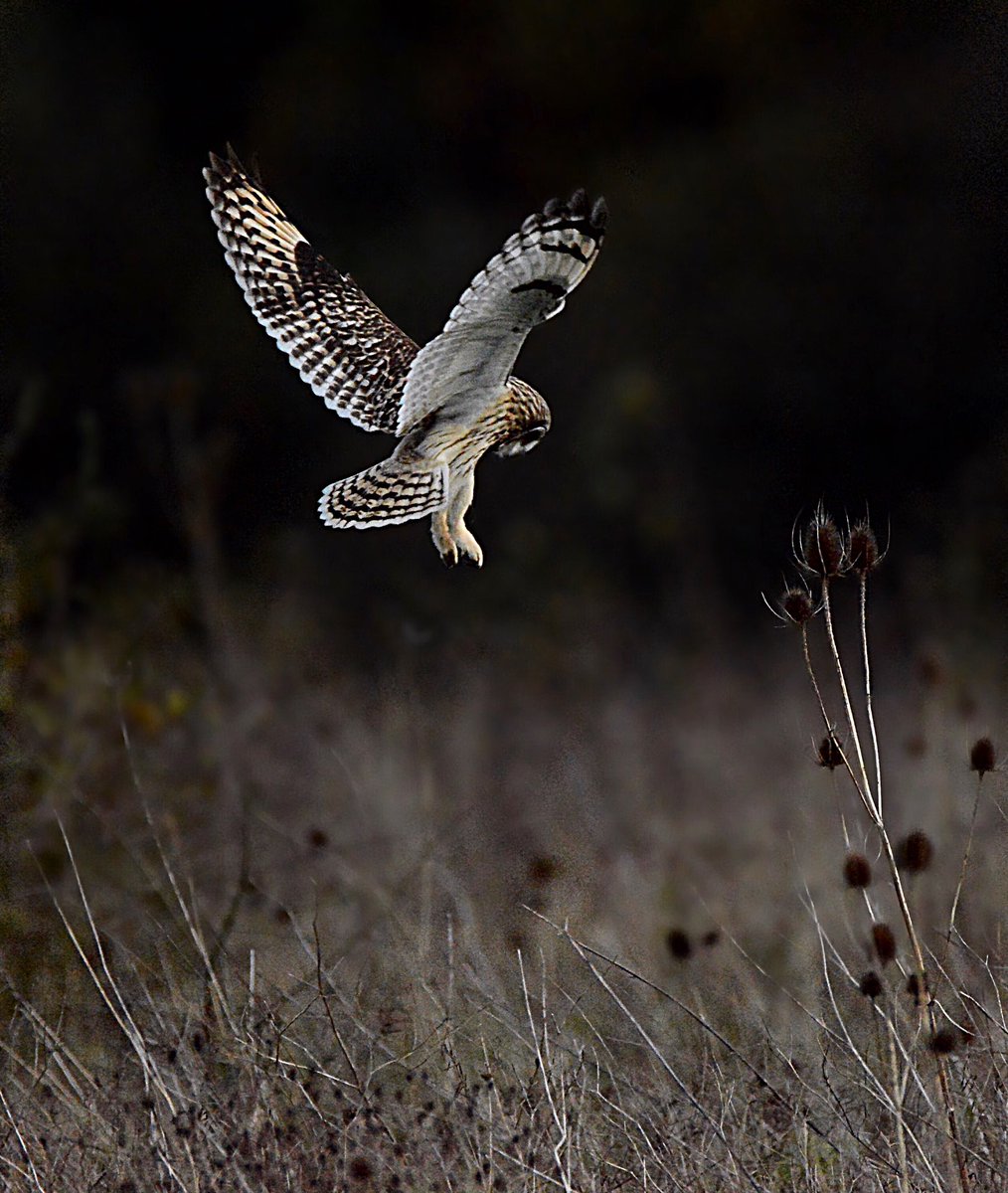 Roysiebirding's tweet photo. More short eared owl shots, Stunning bird.🦉🦉 https://t.co/mKI7bkObAX
