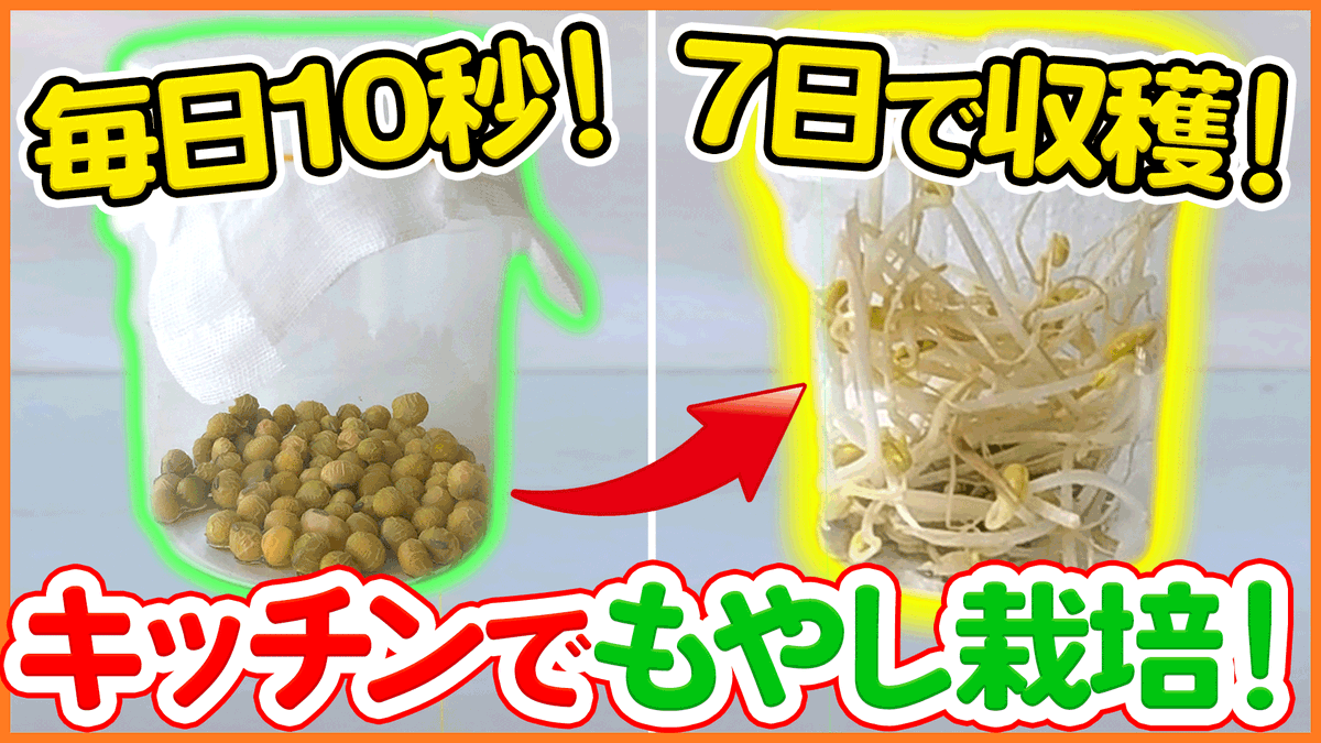 シェア畑 サポート付き貸し農園 Pa Twitter 今回はキッチンの片隅でもできるとってもお手軽な枝豆もやしの栽培方法を解説します 他のスプラウト栽培も実はほとんど同じ作り方なので すぐ応用できますよ T Co Itgvewfrrb 農園 家庭菜園 もやし栽培