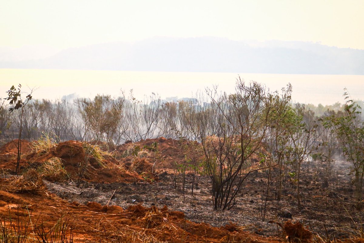 Hoy la lluvia trae alivio a nuestra Tierra, ayer Bomberos, Policías y vecinos y vecinas de San Ignacio luchaban contra el fuego.
Deseamos que desde las cenizas nazca el impulso de hacer propia la lucha por conservar el ambiente, para nosotros y para las futuras generaciones.