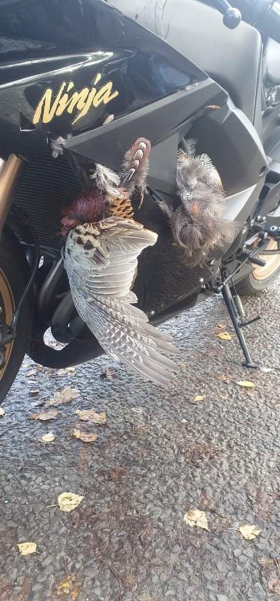 Nathlaad's tweet photo. @jm130tt @QuattroKawasaki @UKTeamGreen If @UKTeamGreen need ideas for aero, I’m fully available https://t.co/HNjVwS3vOM