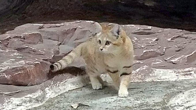 スナネコのtwitterイラスト検索結果 古い順