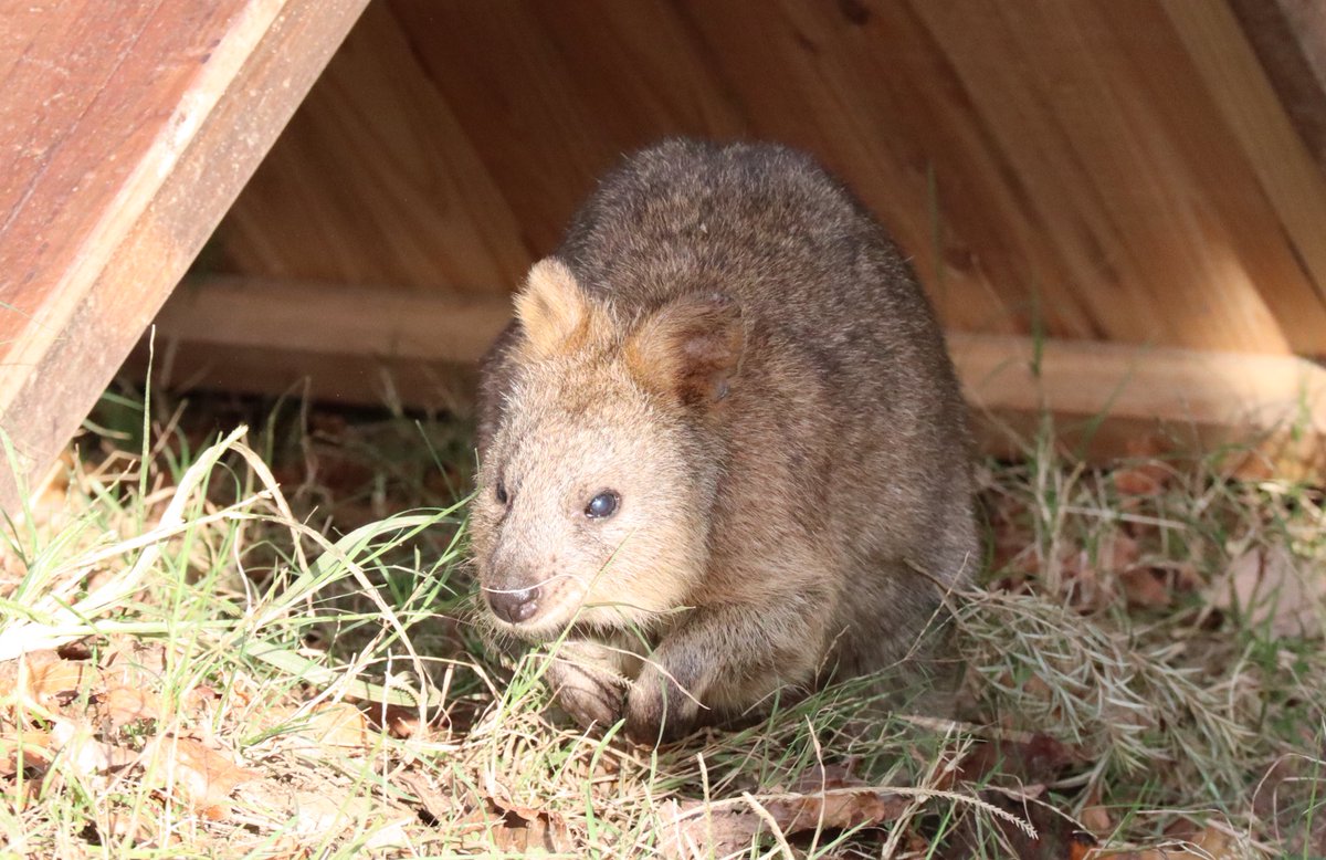 世界一幸せな動物 世界一幸せな動物