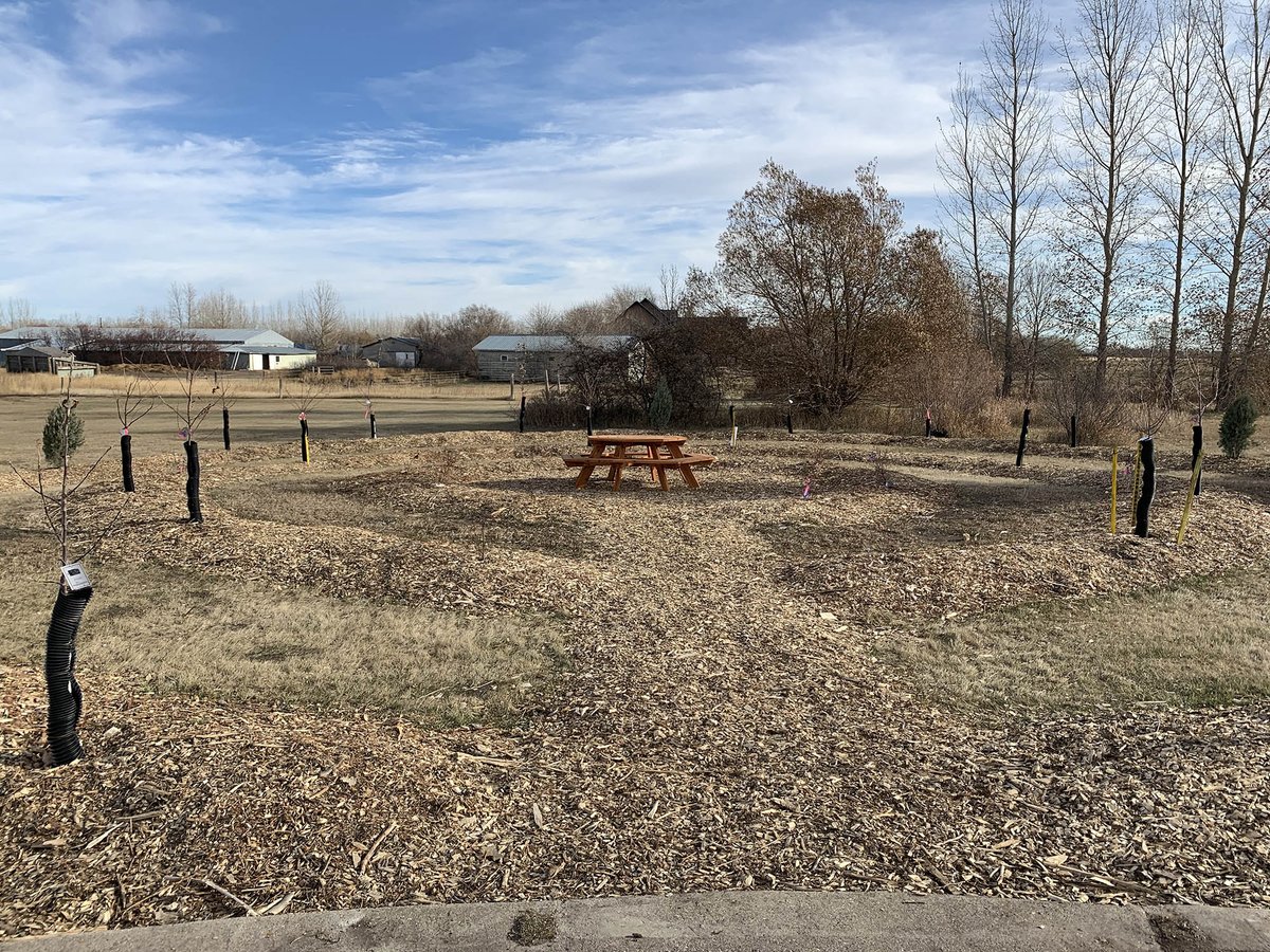 SKGov's tweet image. In honour of the Class of 2020, @prairiespiritsd's Clavet Composite and the community came together to plant 43 trees – one for each graduate. 

The legacy of these students will live on for years as the trees provide a constant source for learning, and fruit!

#SKEdWeek