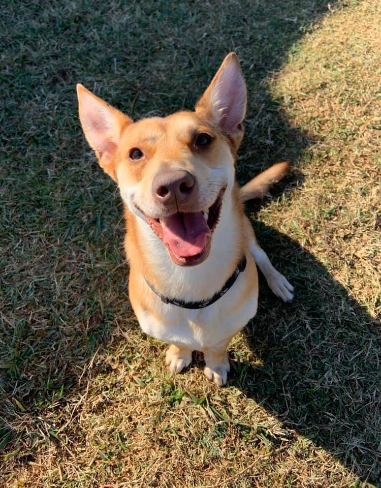 Happy Thanksgiving from all of us! #Thankful 🫂

bullluvablepaws.org/adoptable-dogs
#Thanksgiving2020 #Thanksgiving 

#dogsoftwitter #dogs #RescueDogs #dogsarefamily