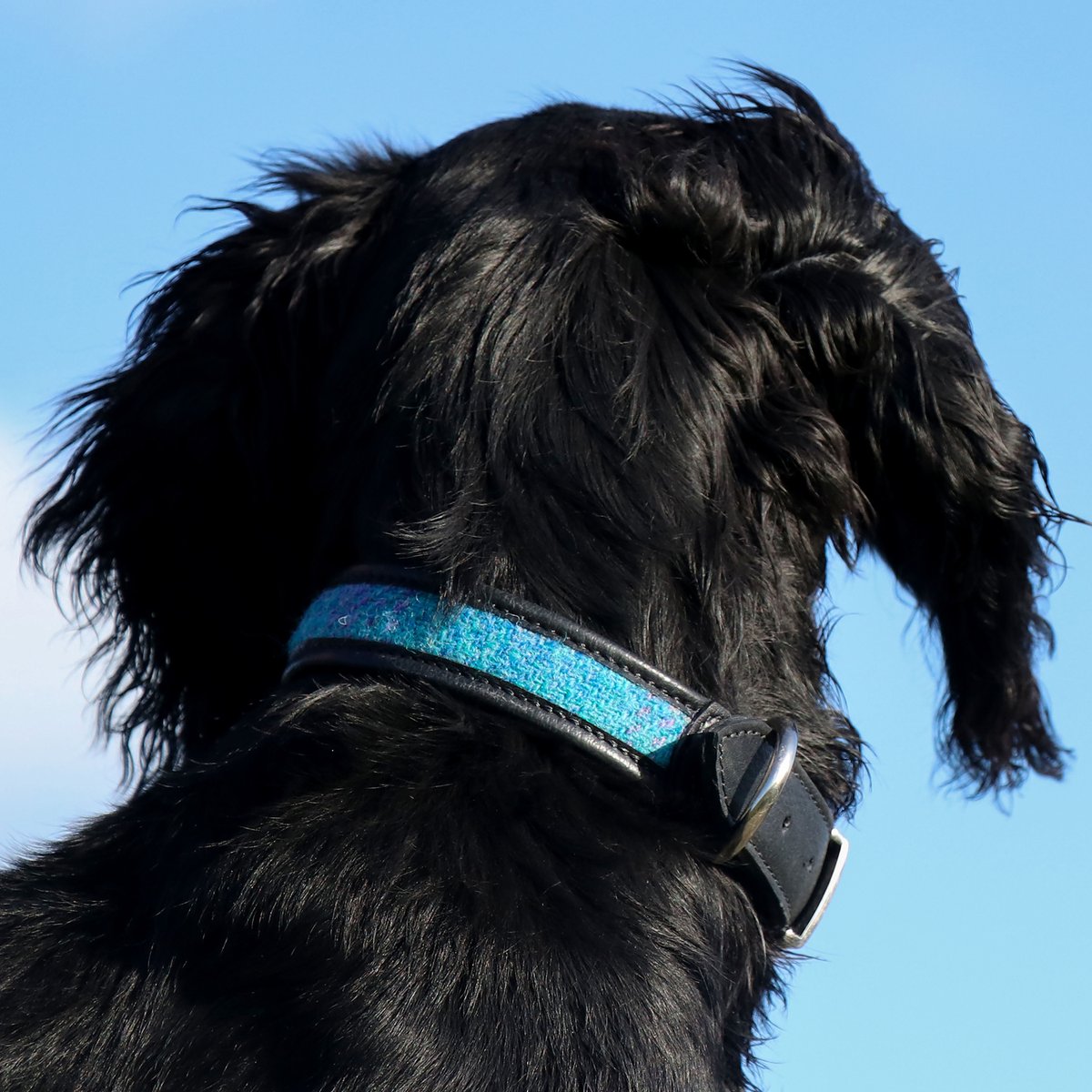 ShonaEaston's tweet photo. 100 designs at £35 &amp; under... With FREE UK delivery
Design #11
Treat your doggy to a new collar for Xmas. He might be your only companion!
Our new Harris tweed collars with black or brown leather trim come in a choice of 9 colours and 3 sizes.
https://t.co/PFPWORZGgW https://t.co/duKWt6Bu1a