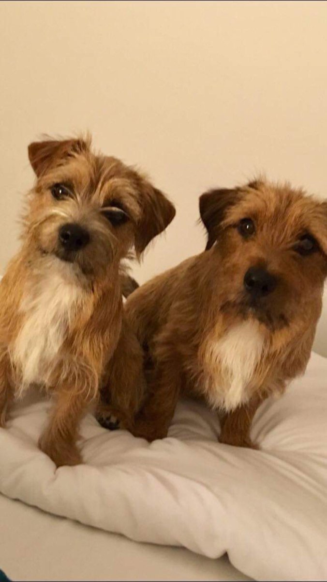 Blair on Twitter: two dogs belong to my mum and dad, can't believe this photo's up again hahaha, they're norfolk terrier cross jack russells, both are getting on