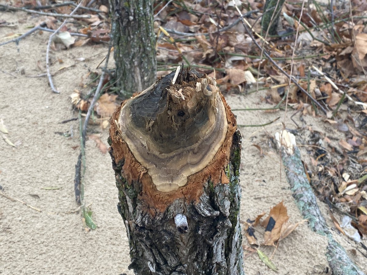 It looks like some of these trees were gnawed a while ago, based on the coloration of the wood …