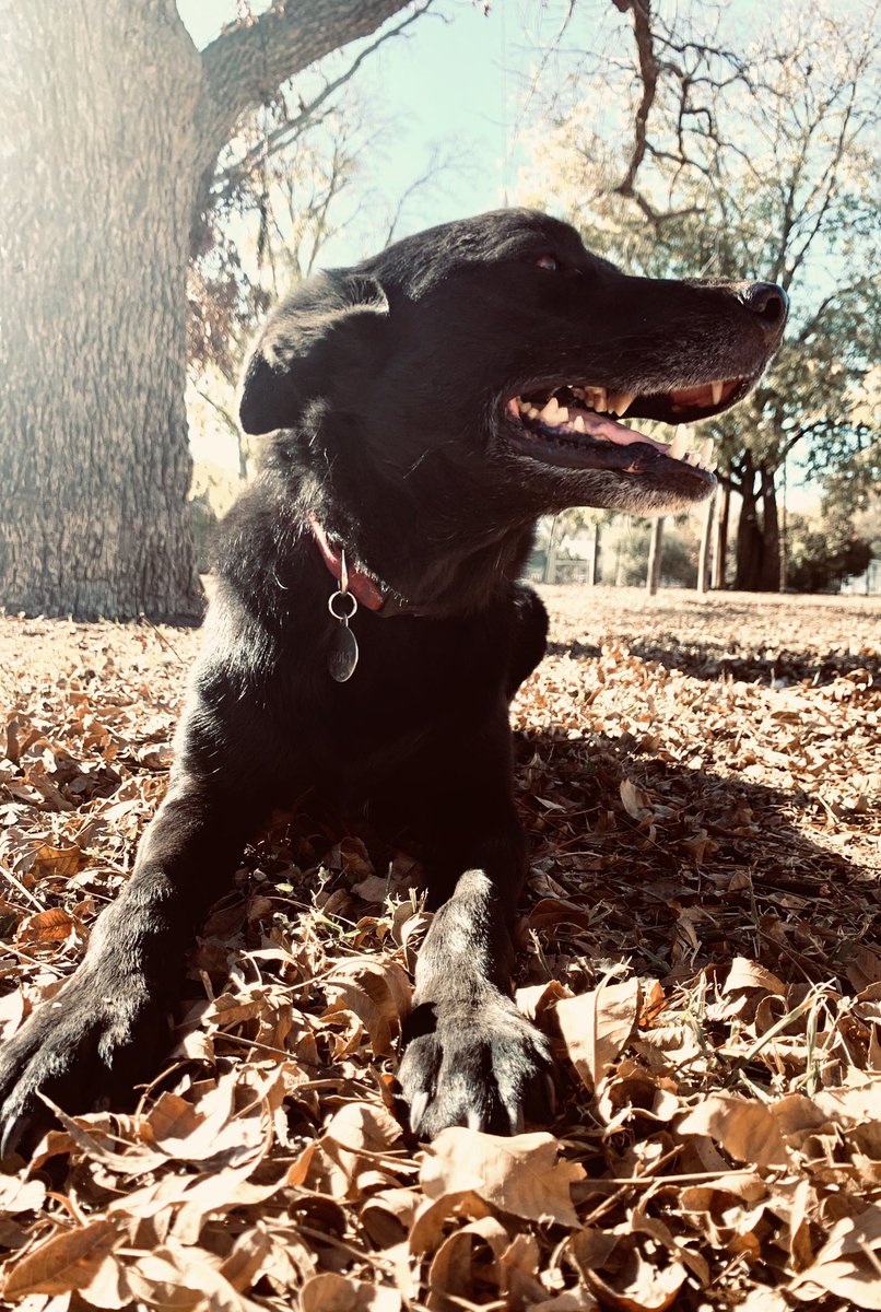LCU_LOA's tweet photo. Have a Pawsome Thanksgiving to all❤️🦃 https://t.co/8rrmpeI8Xm
