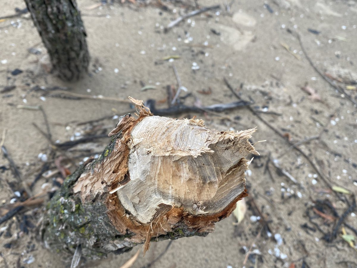 … while others look freshly gnawed.