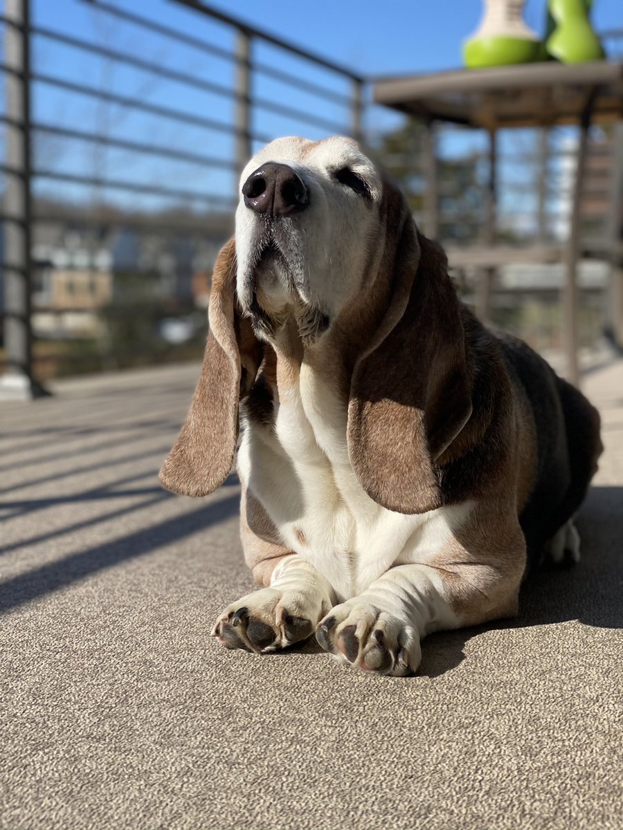 Basset Hound Rescue Midwest 2025