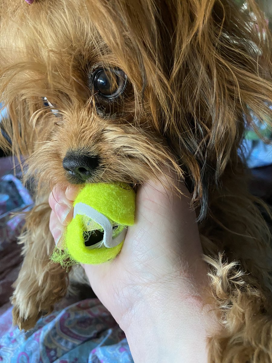 DaisyJags's tweet photo. @NerfPet I opened batch a dropped on floor for her. Didn’t notice until I woke up with her and all 4 balls in my bed. Also, where’s the PINK ones? https://t.co/nxuWDlN0eW
