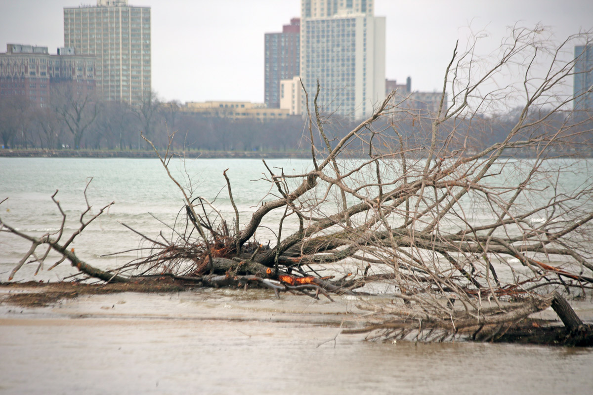 And it looks like those trees out in the water may have been chewed on, too.