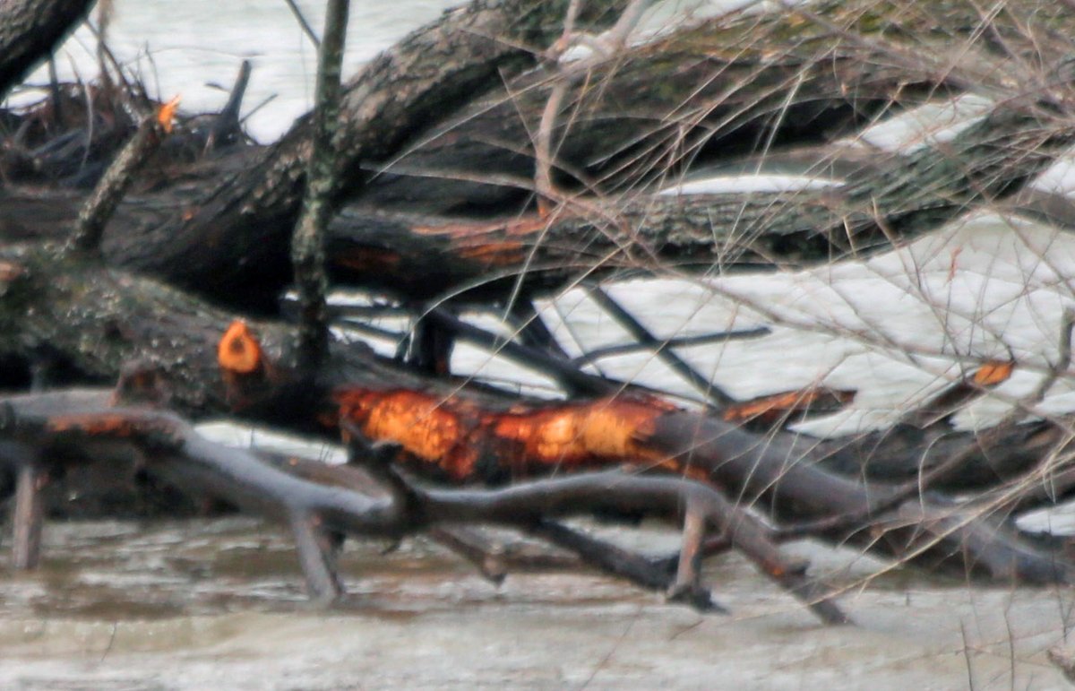 And it looks like those trees out in the water may have been chewed on, too.