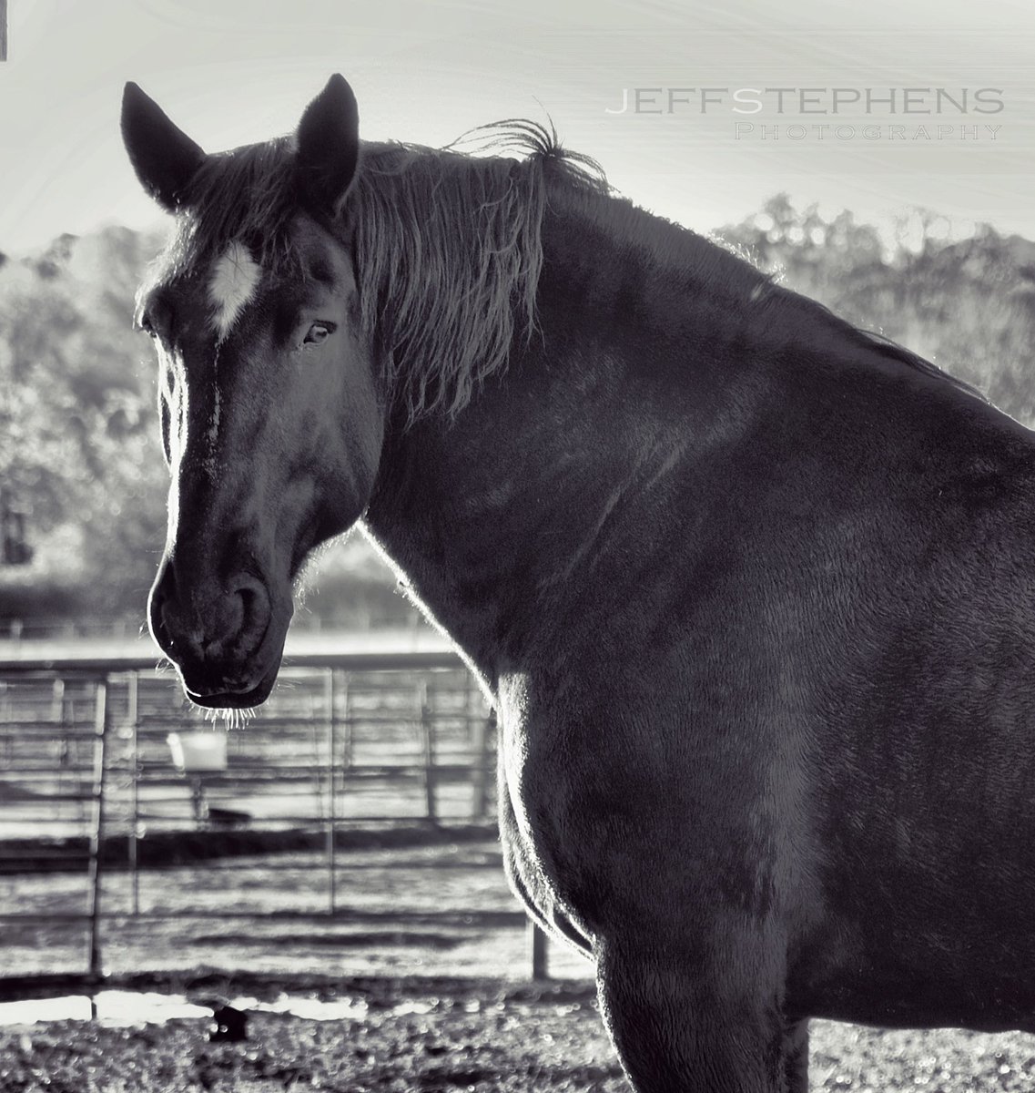 JeffStephensArt's tweet photo. Black Beauty 

@CanonUSAimaging @PercheronHorse 

#horse #inspiration #photographer #horselover #blackbeauty #magestic #photooftheday #gorgeous #bnw #art #follow #americanhorse @HorseAssoc https://t.co/GREIPmG3ps