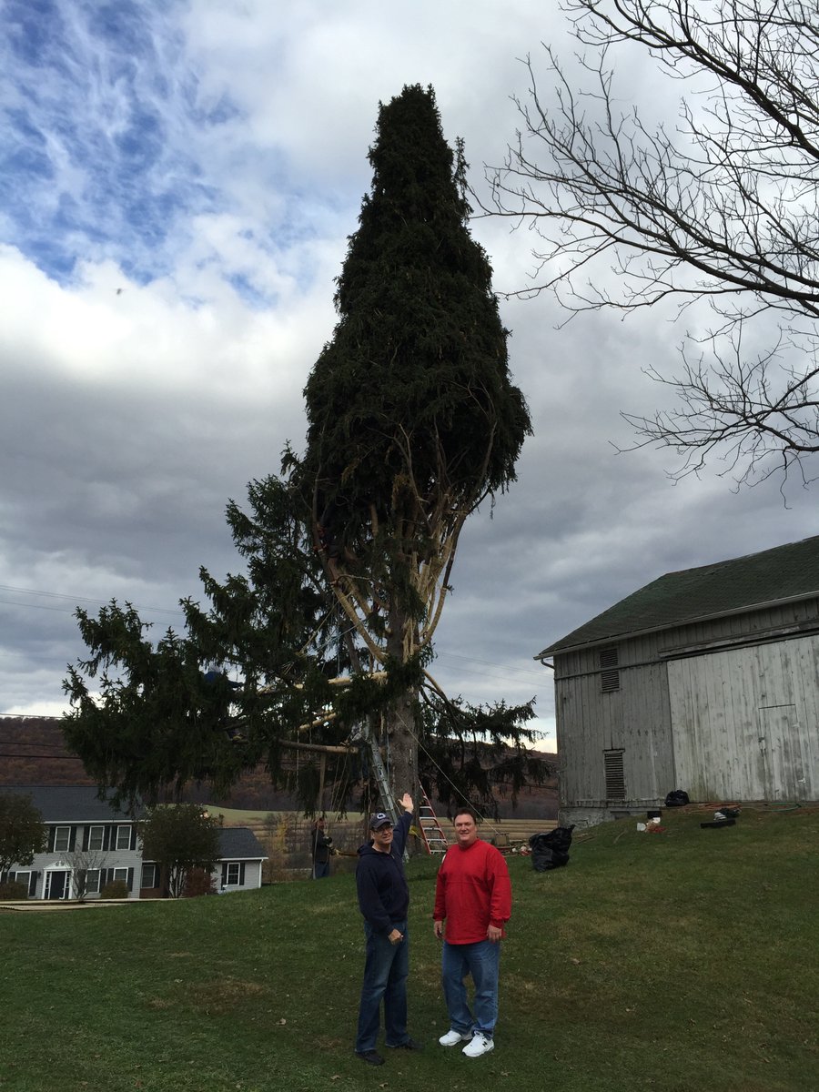 I had the privilege of being on site for the cutting down of the Rockefeller Center Christmas tree in 2014 in Pennsylvania. Here are some photos. 
Don't worry. The tree looked beautiful the day of the lighting, as will this year's, I am certain.