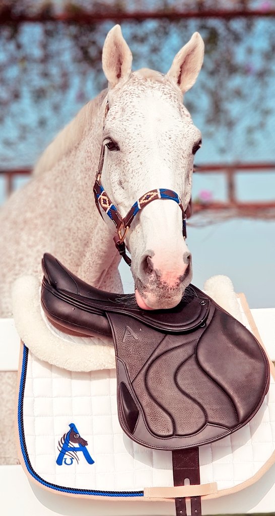 Anitasande00's tweet photo. This place is just a dream for both me and cash...

#mydubai #dream #place #luckyme #UAE #norwegian #nothinglikeit #equestrian #showjumping 
#asaddle #horses #dogs https://t.co/3ZewoiyFc1