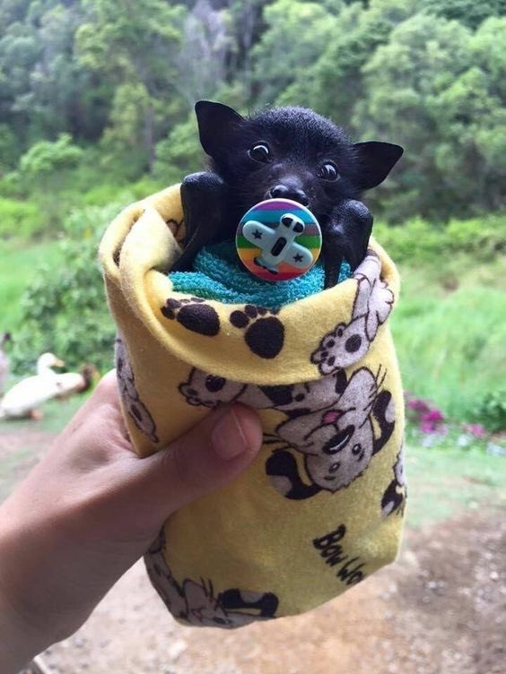 click on the bat nursery  if u like bats !! it’s safe ! /gen                                                                 