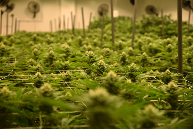 1933Industries's tweet photo. 👀Here's a sneak peek of our beautiful garden of CookiesnChem! @amanev702 #1933industries $TGIF $TGIFF #OTCQX
For Use Only by Adults 21 Years of Age and Older. Keep Out of Reach of Children. THIS IS A CANNABIS PRODUCT #cannabisdaily #marijuanastock #cannabisnews #ama702 https://t.co/0b7r7lF9Cb