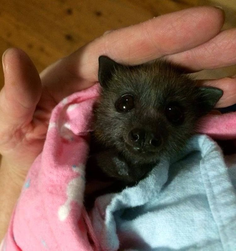click on the bat nursery  if u like bats !! it’s safe ! /gen                                                                 