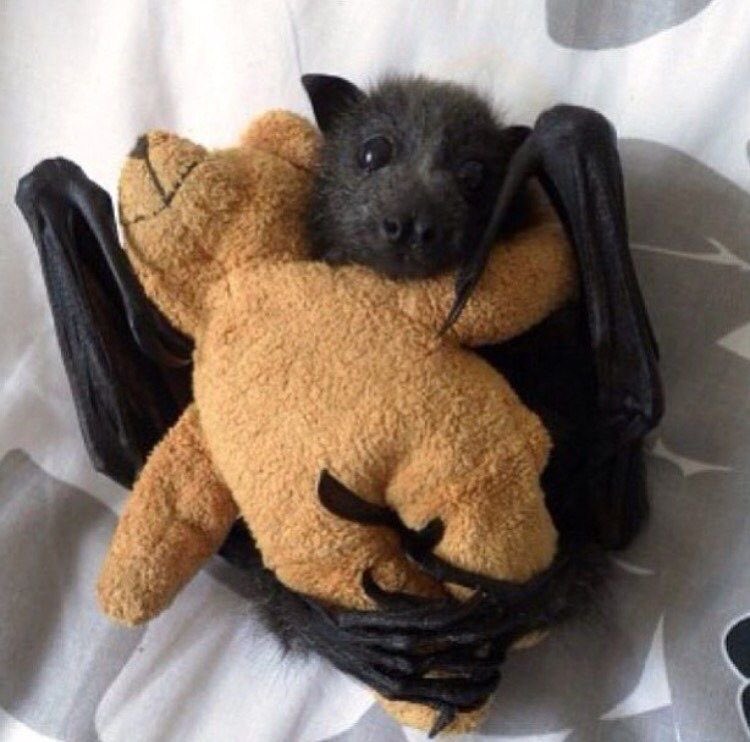 click on the bat nursery  if u like bats !! it’s safe ! /gen                                                                 