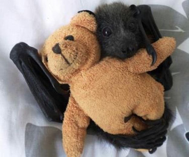 click on the bat nursery  if u like bats !! it’s safe ! /gen                                                                 