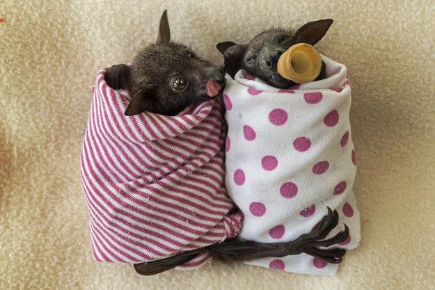 click on the bat nursery  if u like bats !! it’s safe ! /gen                                                                 