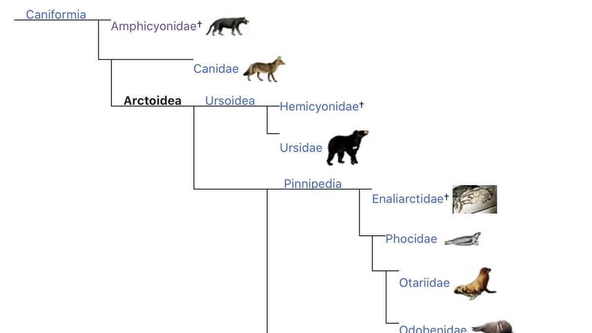 Are Bears Related To Dogs