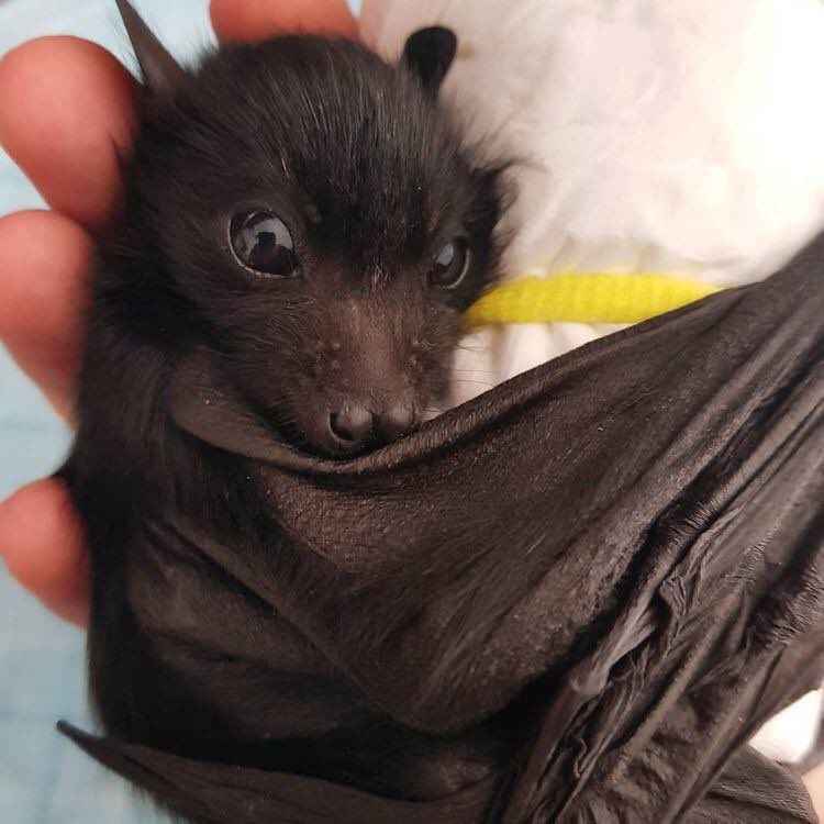 click on the bat nursery  if u like bats !! it’s safe ! /gen                                                                 
