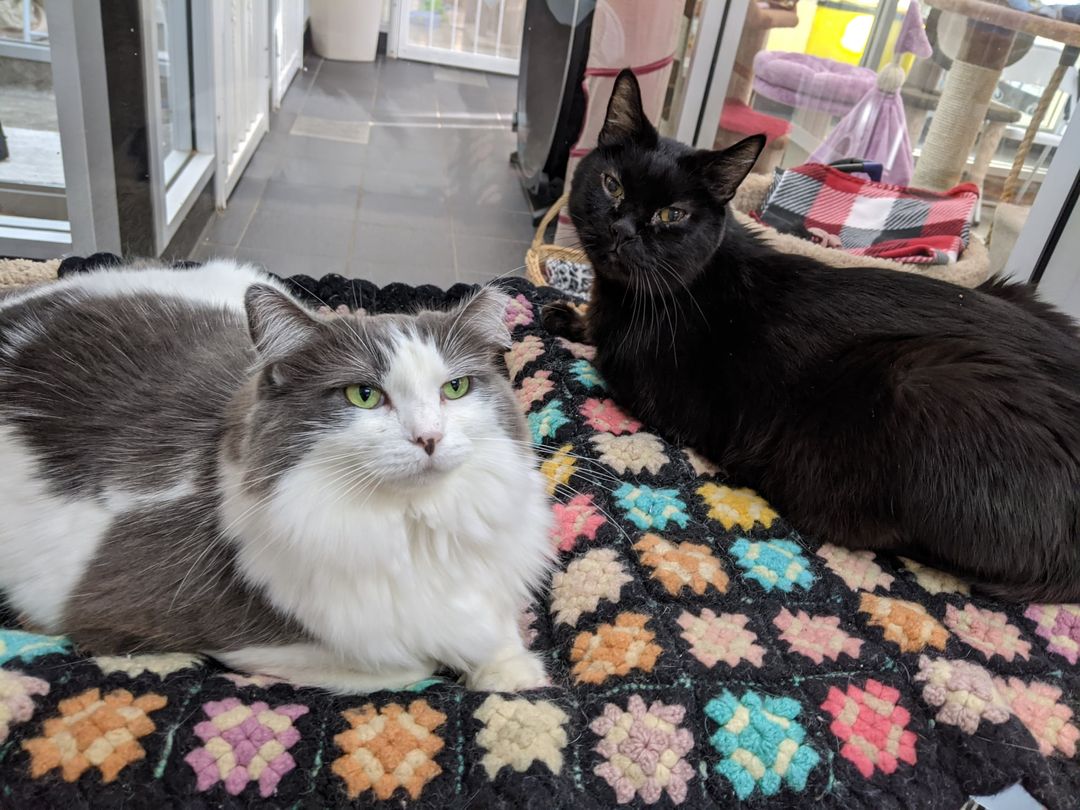 Happy Tails Cat Rescue 2025